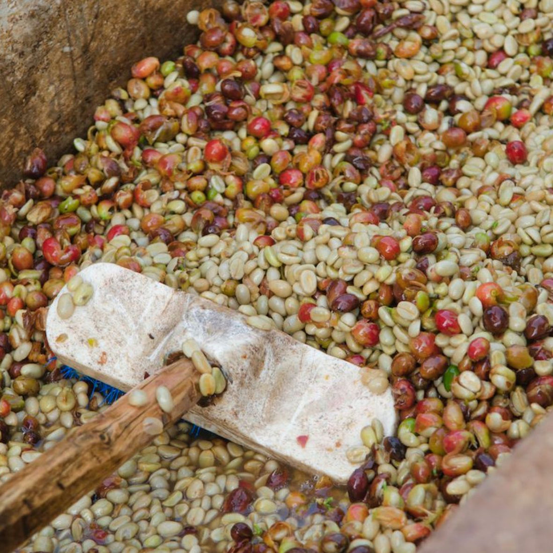 Les méthodes de séchage du café : lavé, semi-lavé (honey) et naturel