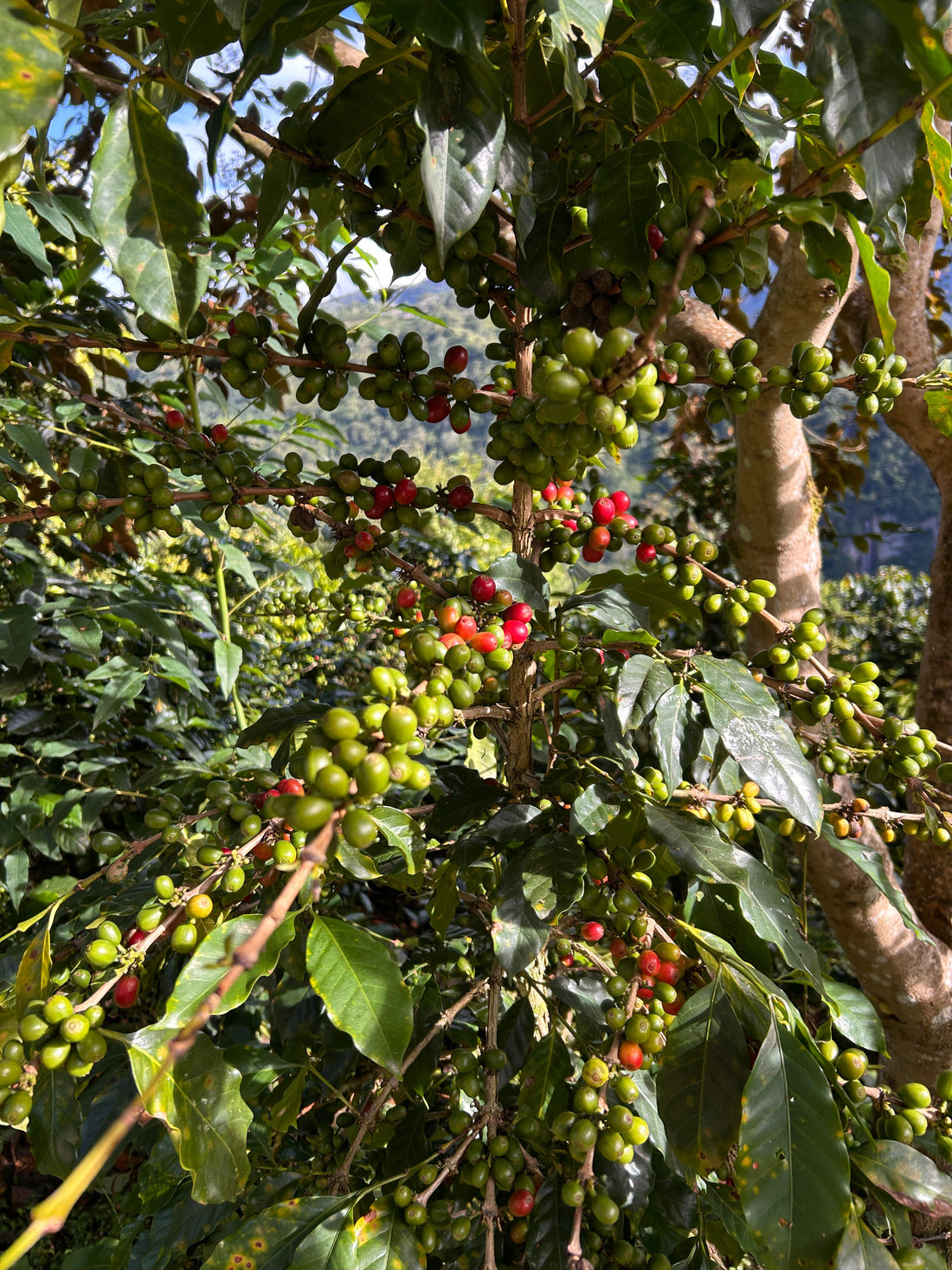 Espèces et variétés de café : comprendre l'arbre généalogique