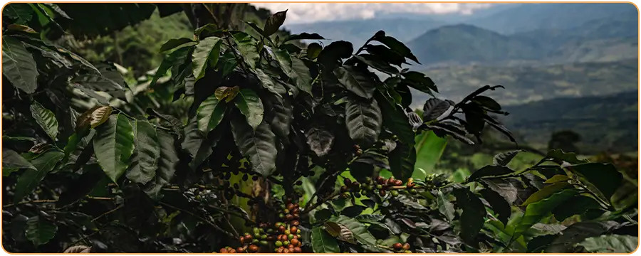 Où pousse le café ? Origines, pays producteurs et conditions climatiques