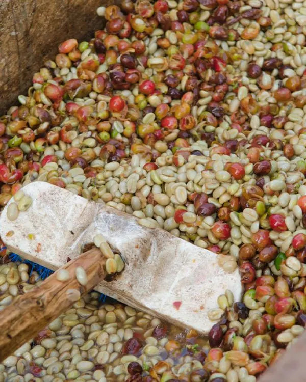 Café de Spécialité Bag - Decaf - Colombie - Grains ou Moulu los andes coffee 4