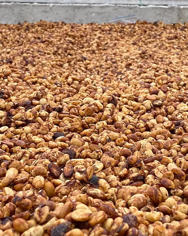 Café de Spécialité Caturra Honey - Colombie - Grains ou Moulu los andes coffee 3