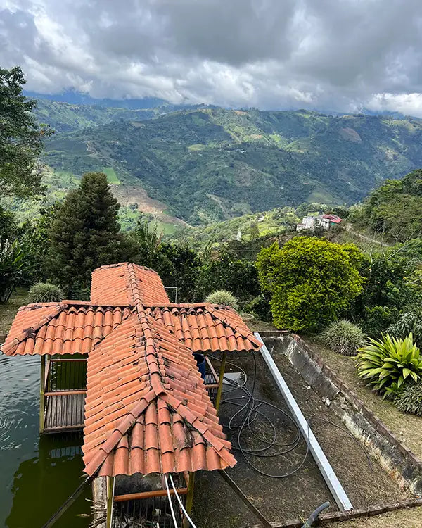 Café de Spécialité Caturra Honey - Colombie - Grains ou Moulu los andes coffee 4