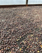 Café de Spécialité Jaguar - Colombie - Grains ou Moulu los andes coffee 6