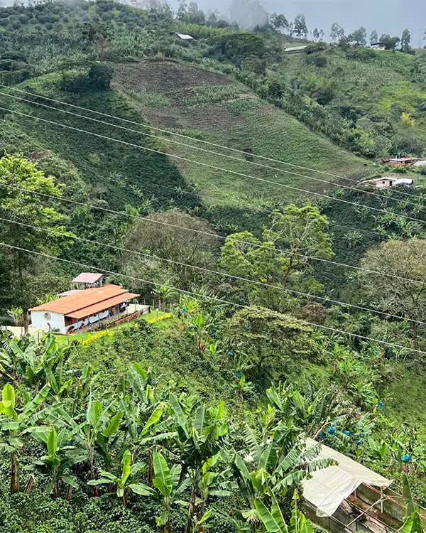 Café de Spécialité Primavera - Colombie - Grains ou Moulu los andes 3