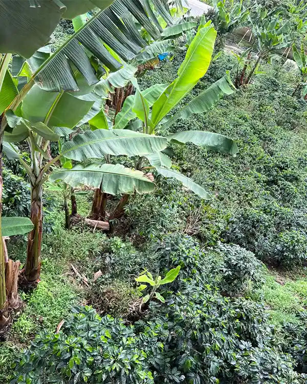 Café de Spécialité Rhum Ambré- Colombie - Grains ou Moulu los andes coffee 5