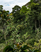 Café de Spécialité Terroir des Andes