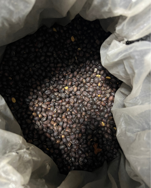 Café de Spécialité Tabi Naturel Grains ou Moulu