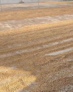 Café de Spécialité Miramar Grains ou Moulu