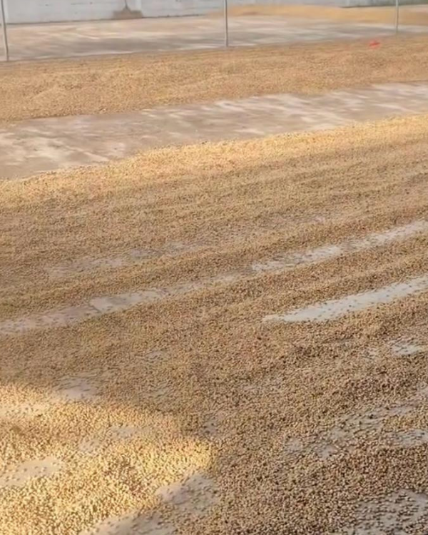 Café de Spécialité Miramar Grains ou Moulu